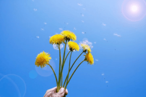 Lire la suite à propos de l’article Les Allergies Saisonnières